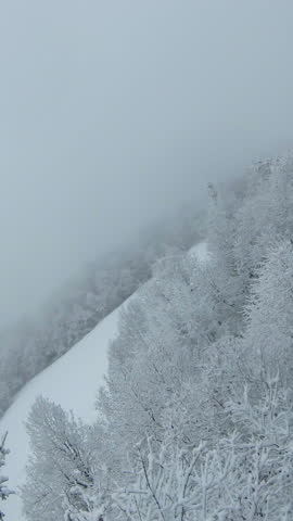 FPV DRONE: White forest tree canopies after fresh snow on a cloudy winter day. Winter fairy tale above woodland area with beautiful snowy trees. Flying close to snow-covered treetops in winter mist.