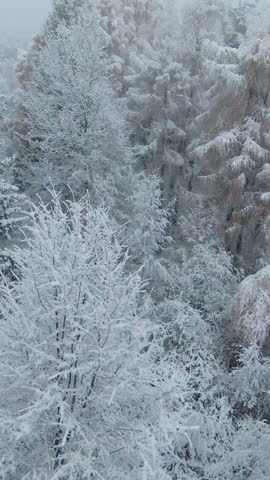 FPV DRONE: Misty winter day above beautiful hilly woodland after fresh snowfall. White wonderland above forest area with beautiful snowy trees. Flying close to snow-covered treetops in winter mist.