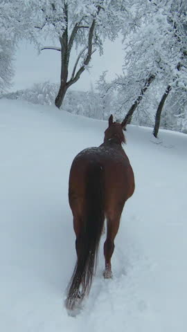 AERIAL: Chestnut mare and dark brown stallion walk by snowy trees towards meadow. Two beautiful horses enjoying on the pasture after freshly fallen snow. Winter wonderland at the hilly countryside.