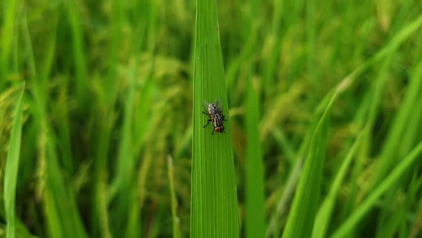 Macro Close-up: Housefly Perched on a Vibrant Green Rice Leaf in Paddy Field