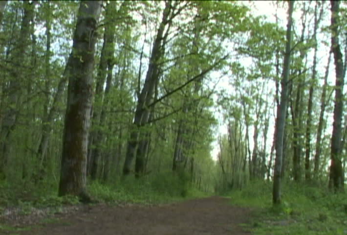 Man walks away from camera in lush Oregon Forest on trail.