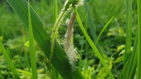 Macro Video: Fluffy Grass Seed Head Swaying in Sunlight - Powered by Shutterstock - Get 15% off with code: PIKWIZARD15