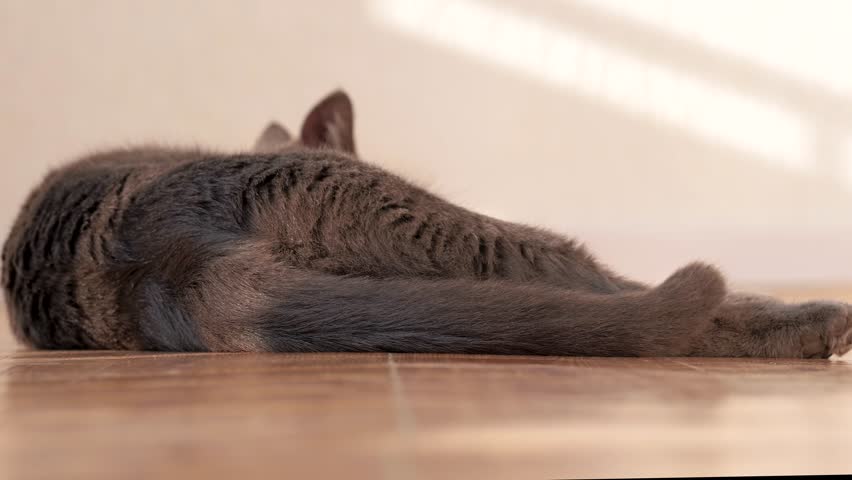 Cat relaxing on a floor