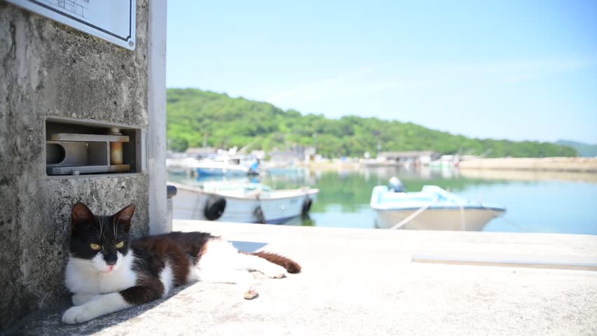 A cat of MANABESHIMA island  (Kasaoka, Okayama, 2025, May)