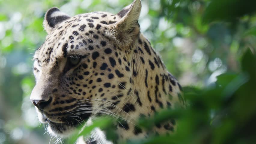 Leopard peers through green foliage, natural daylight, shallow depth of field, subtle camera movement