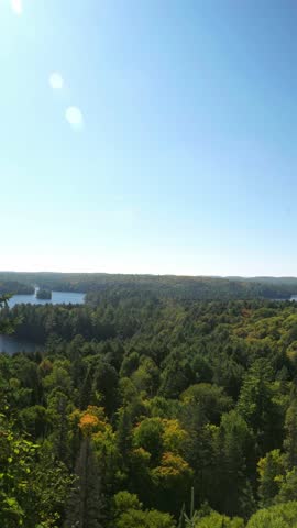 Vertical video of vibrant Algonquin Forest, Ontario, greenery illuminated by warm sunlight in Canada.