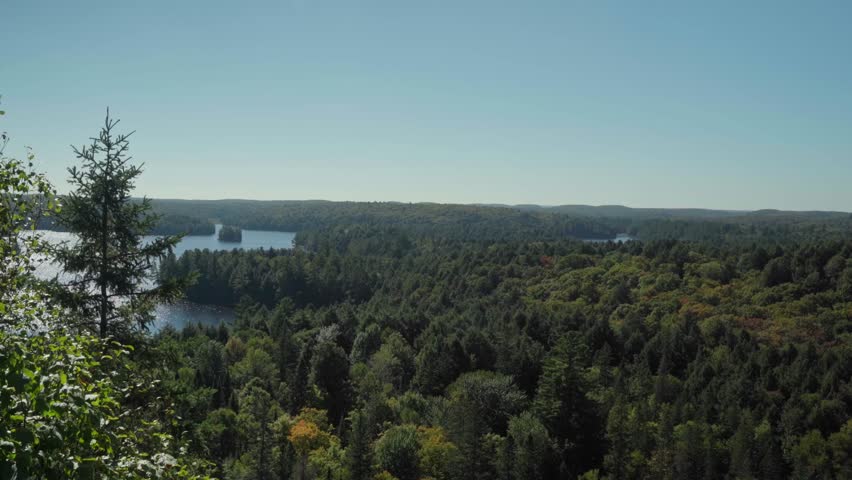 Horizontal video of lush green Algonquin Forest, Ontario, foliage swaying softly on a warm Canadian summer day.