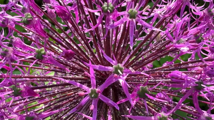 Stunning purple Allium Globemaster flower head, covered in dewdrops, stands out against a deep green blurred background, showcasing its spiky, star like texture.
