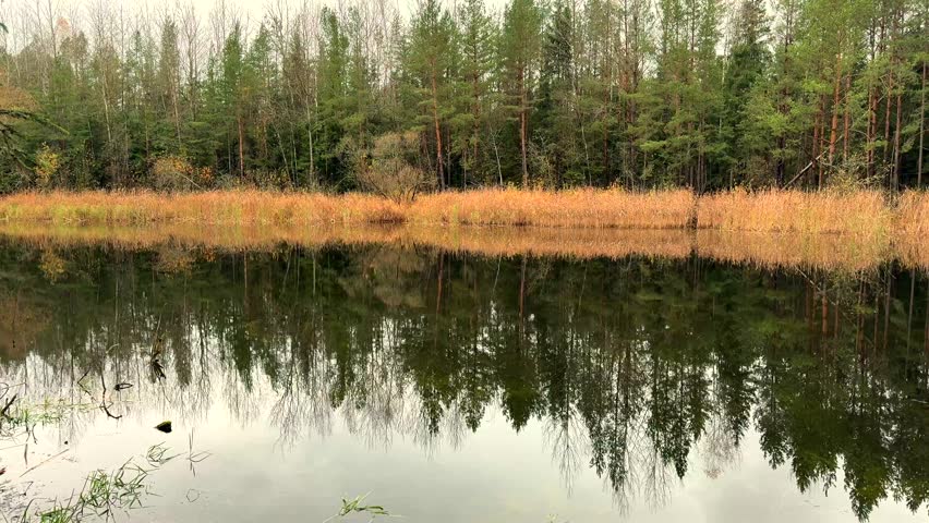 A perfect mirror reflection of a mixed forest shoreline and golden reeds on the calm, flat surface of a still lake or pond on an overcast autumn day.