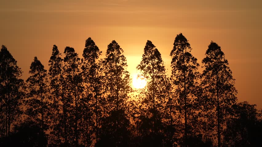 Morning Sunlight Behind the Forest Silhouette
