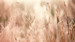 Animated snowflakes falling over a winter meadow with dry grass. - Powered by Shutterstock - Get 15% off with code: PIKWIZARD15