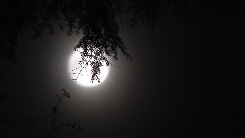 Full night moon glowing behind hanging fir tree branches, capturing serene nighttime nature, atmospheric forest scenery, and peaceful outdoors. - Powered by Shutterstock - Get 15% off with code: PIKWIZARD15