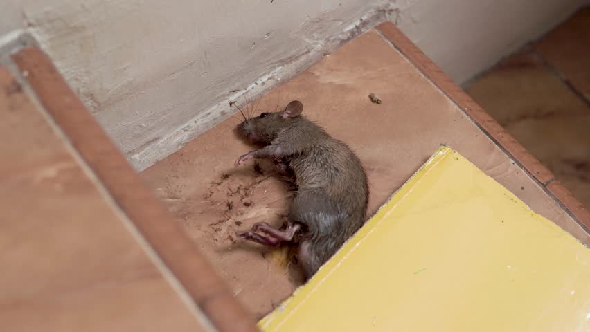 A trapped mouse caught on a sticky glue board, showing a close-up scene used for pest control and hygiene awareness.