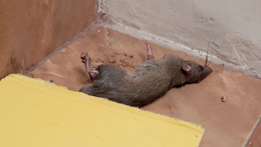 A trapped mouse caught on a sticky glue board, showing a close-up scene used for pest control and hygiene awareness.
