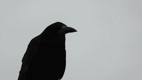 Crow remains still on perch, silhouetted against cloudy sky, minimal movement, moody natural lighting - Powered by Shutterstock - Get 15% off with code: PIKWIZARD15