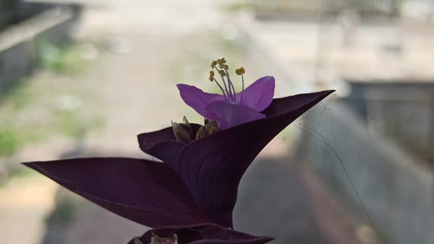 beautiful purple heart flower blooming vividly, showing rich purple tones, delicate petals, and striking ornamental charm in natural light.