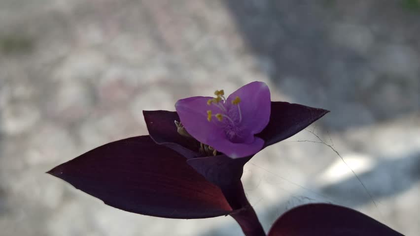 beautiful purple heart flower blooming vividly, showing rich purple tones, delicate petals, and striking ornamental charm in natural light.