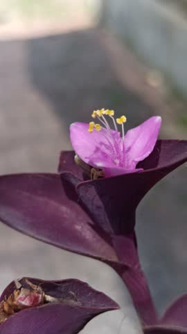 beautiful purple heart flower blooming vividly, showing rich purple tones, delicate petals, and striking ornamental charm in natural light.