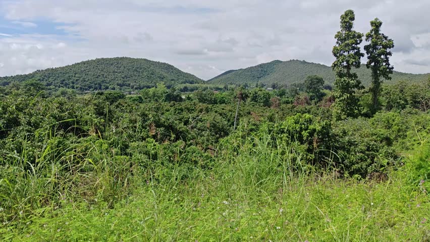 Longan orchard in a mountain forest
