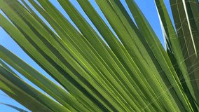 A vibrant, close-up view of a green palm leaf fanning out against a brilliant blue sky, with sunlight filtering through the fronds, evoking a tropical and warm summer feeling. - Powered by Shutterstock - Get 15% off with code: PIKWIZARD15