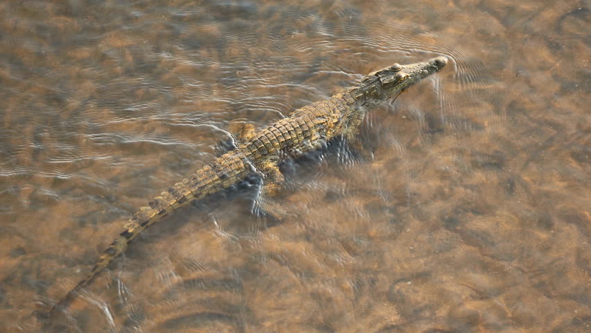 A Nile crocodile (Crocodylus niloticus) swimming in a flowing river, Kruger National Park, South Africa