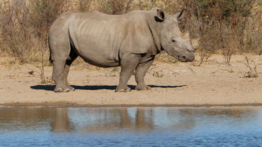 An endangered white rhinoceros (Ceratotherium simum) at a waterhole, South Africa