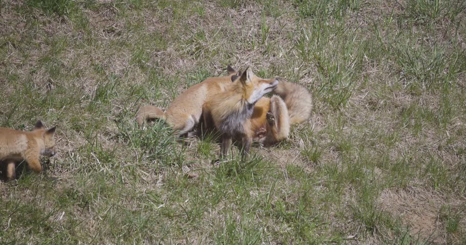 A litter of red fox kits wrestles and plays in a grassy clearing near their den