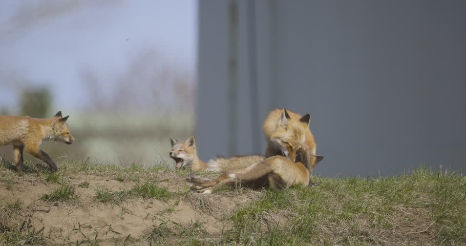 A red fox and her kits rest and play near a den site on a spring day