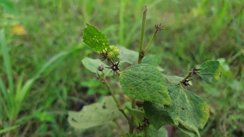 Close-up of Wild Prickly Weed or Caesarweed (Urena lobata) in Green Meadow | Nature Video Footage