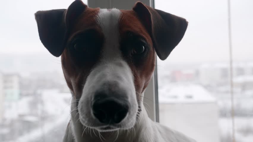 A small dog observes a snowy city view from a cozy window. Curious and alert, it enjoys the winter scenery.