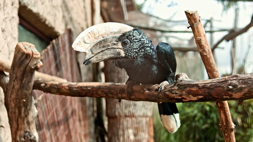 A striking bird with a large crest rests on a sturdy branch surrounded by greenery Its feathers shine in natural light captivating onlookers with its beauty and grace in a serene setting.