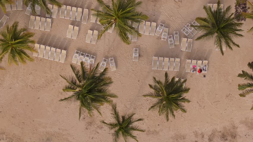 Awesome Coconut Trees On The Beach In Jamaica