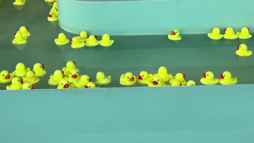 bright yellow rubber ducks floats together in a shallow turquoise pool