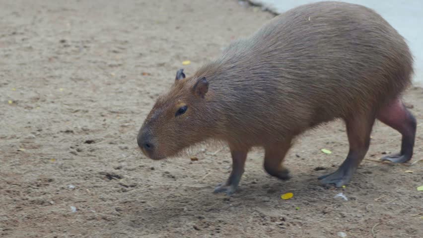 Capybara Walking on Dry Ground in Natural Habitat, Close-Up View of Capybara Features and Textures, Soft Fur, and Gentle Expression of Wildlife