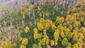 Aerial view reveals a stunning forest adorned with bright autumn foliage. Golden leaves contrast beautifully with deep green evergreens, creating a serene autumn scene. - Powered by Shutterstock - Get 15% off with code: PIKWIZARD15