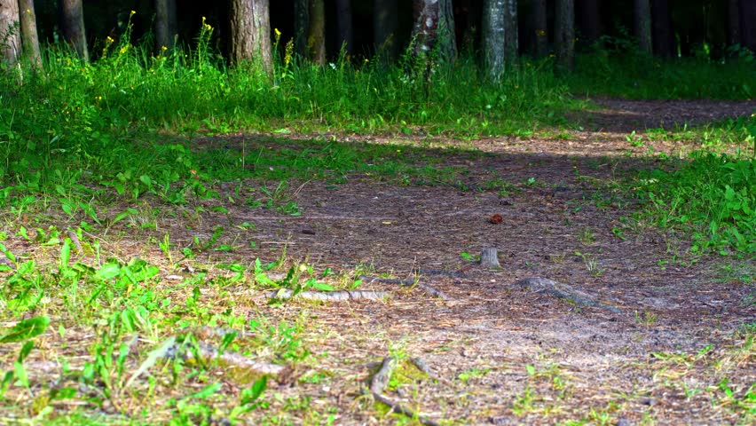 Shaded dirt path in summer forest with tree trunks and grass floor