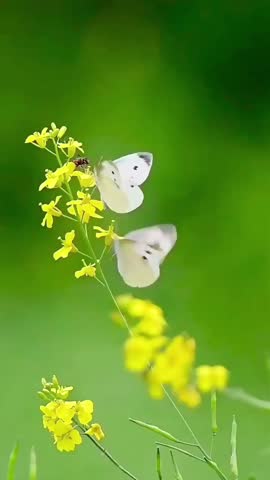 White butterflies and small bug on yellow wildflowers in lush green field cinematic close up motion