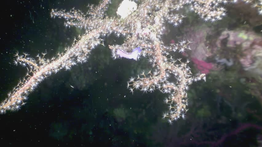 Observe a nudibranch carefully feeding on soft coral. Shot during a night dive in the waters of the Philippines, the critter slowly moves across the branches.