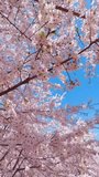 Dynamic movement through blooming cherry blossom tunnel on bright spring day - Powered by Shutterstock - Get 15% off with code: PIKWIZARD15