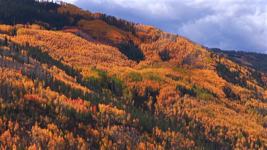 Vail Village Vail mountain ski resort morning aerial drone fall autumn vibrant colorful dense quaking aspen trees October blue sky clouds White River National Forest i70 highway cars circle right