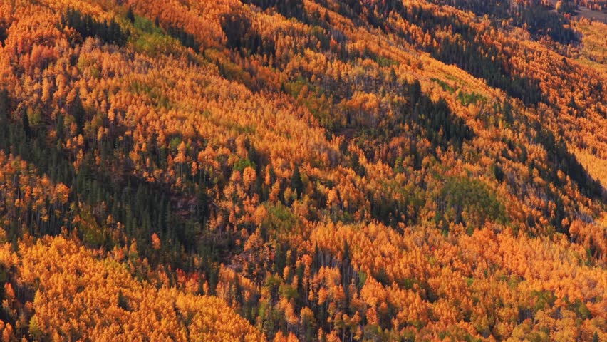 Dense thick yellow quaking aspen trees Vail Village Vail mountain ski resort morning aerial drone fall autumn vibrant colorful October blue sky clouds White River National Forest right down