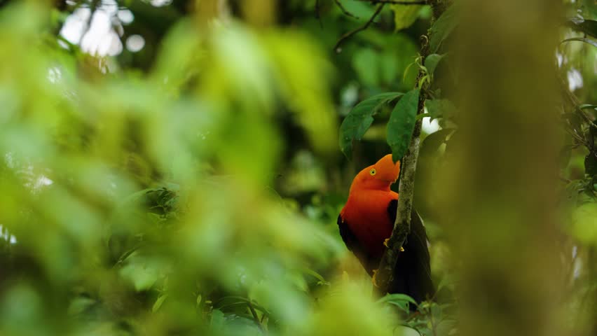 Orange Andean cock-of-the-rock bird in the cloud forest of the Andes in Ecuador.