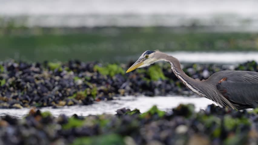 A great blue heron catches a fish in its beak and swallows it whole. SLOW MOTION.