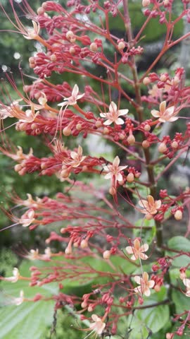 Pagoda Flowers
Grow on home gardens or on roads
It’s belong to the Lamiaceae family with round stems and branches around single stem’s
Red lobelia flowers