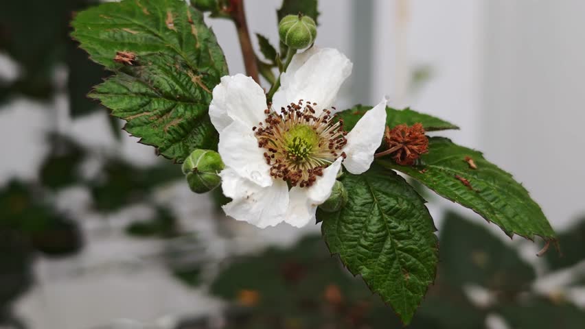 Blackberry flowers on a tree in the garden