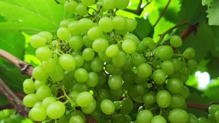 Green grapes hanging on the grapevine in the garden