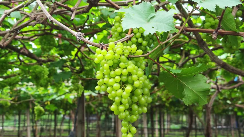 Green grapes hanging on the grapevine in the garden
