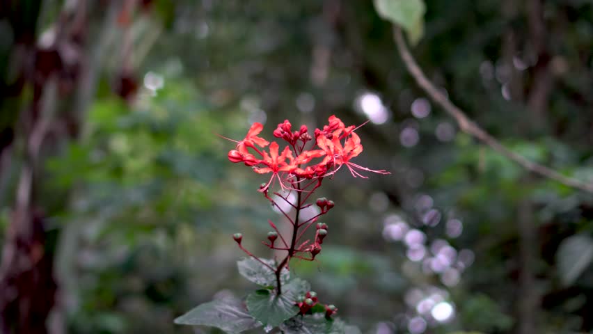 A calm, sharply focused close-up shot featuring the Red Flower Clerodendrum speciosissimum amidst the lush tropical forest.