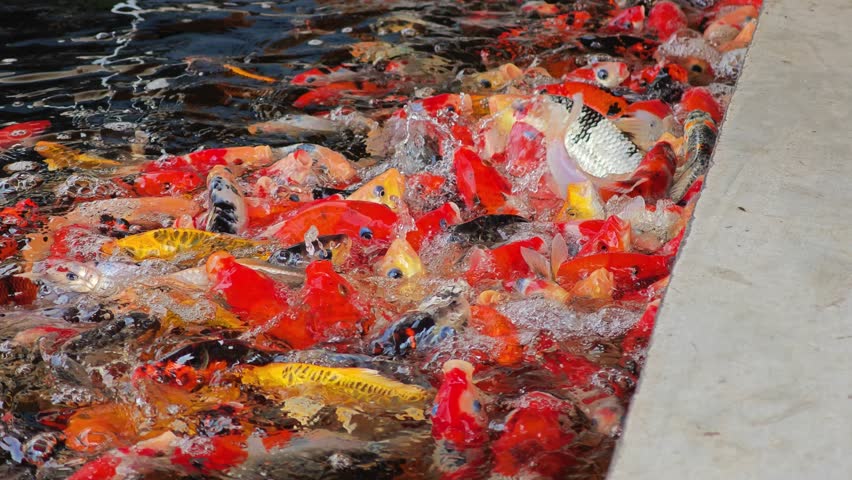 Colorful Koi Fish in Pond.