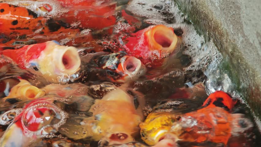 Colorful Koi Fish in Pond.